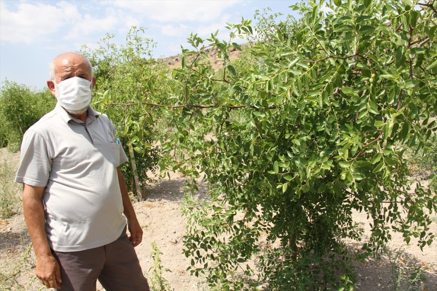 Bahçesinde Yetiştirdiği Hünnabın Gelirini Afrikalılara Vakfetti