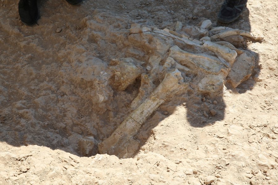Kayseri'deki Kazılarda Yeni Tür Fosillere Ulaşıldı