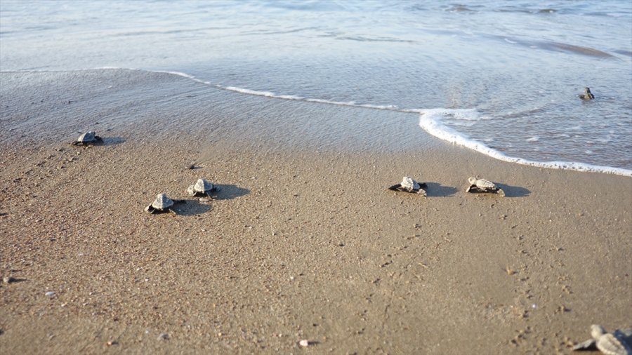 Belek'te Caretta Caretta Yuva Sayısı 3 Bin 200'e Ulaştı
