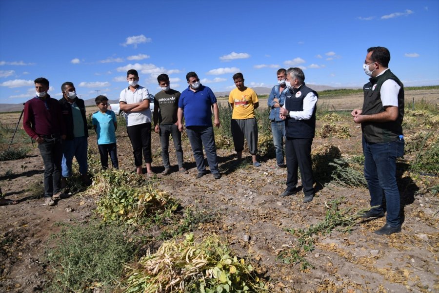 Kayseri'de Nadasa Bırakılan Arazilerde Yüzde 75 Tohum Hibesi İle Ekilen Yerli Fasulyenin Hasadı Yapıldı