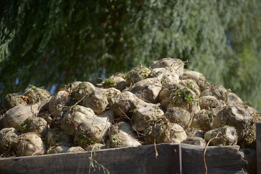 Kazım Taşkent Eskişehir Şeker Fabrikası'nda Pancar Alım Kampanyası Başladı