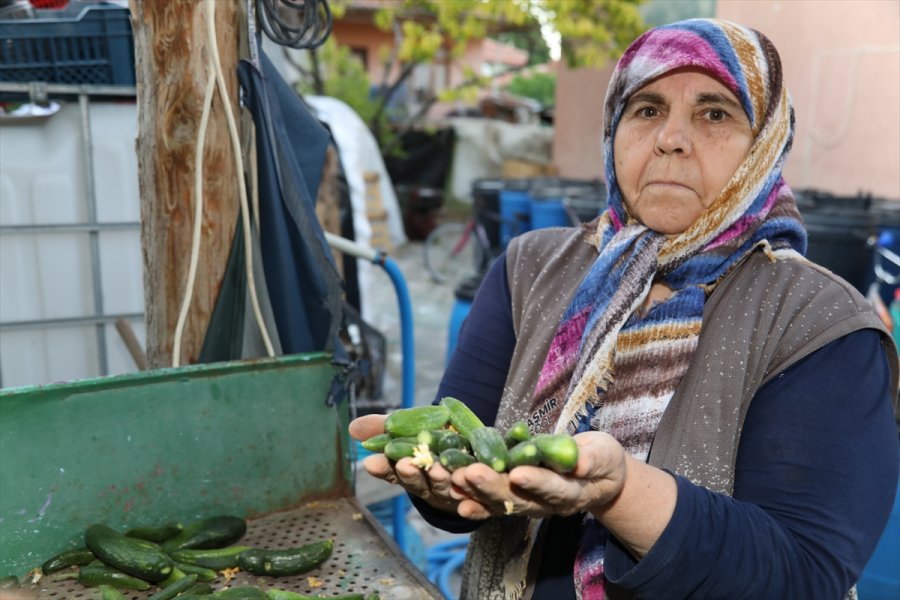 Çubuklu Üstün Ailesi Turşuculuğu Kuşaktan Kuşağa Aktarıyor