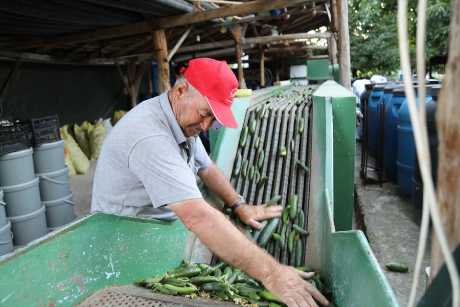 Çubuklu Üstün Ailesi Turşuculuğu Kuşaktan Kuşağa Aktarıyor