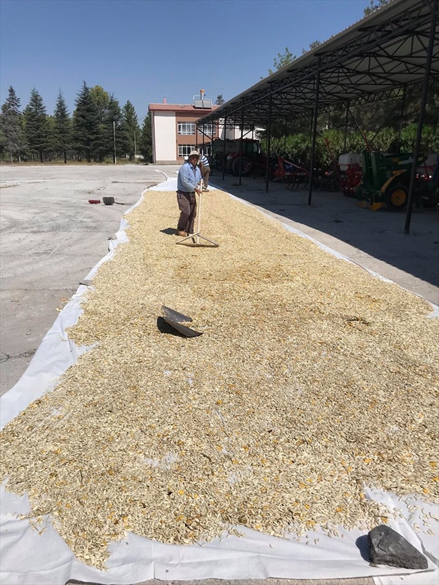 Karapınar'da İlk Defa Ekilen Çerezlik Kabak Çekirdeği Hasadı Gerçekleşti