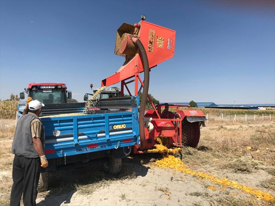 Karapınar'da İlk Defa Ekilen Çerezlik Kabak Çekirdeği Hasadı Gerçekleşti