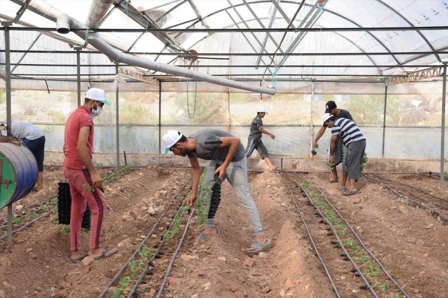 Kumluca'da Güz Sezonu Domates Dikimleri Başladı