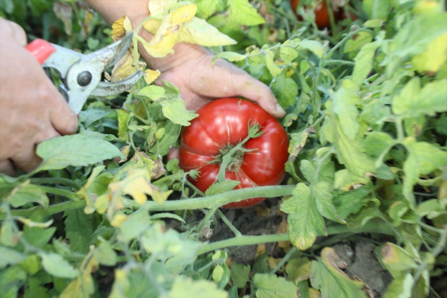 Çocukluk Hayalini Ata Tohumlarıyla Gerçekleştirdi