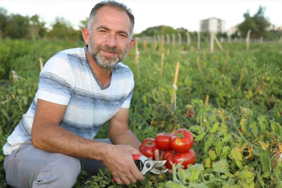 Çocukluk Hayalini Ata Tohumlarıyla Gerçekleştirdi