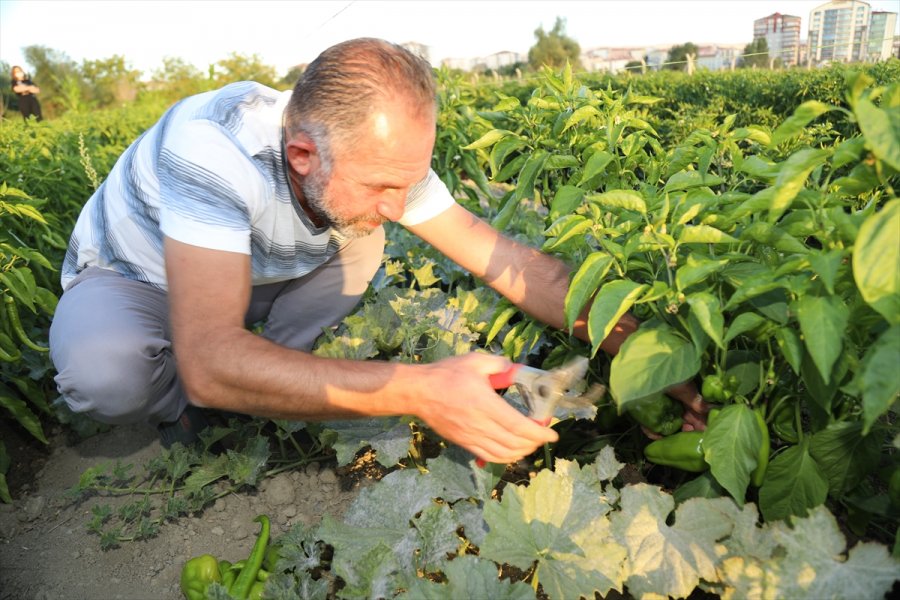 Çocukluk Hayalini Ata Tohumlarıyla Gerçekleştirdi