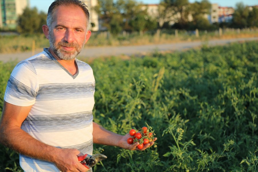 Çocukluk Hayalini Ata Tohumlarıyla Gerçekleştirdi