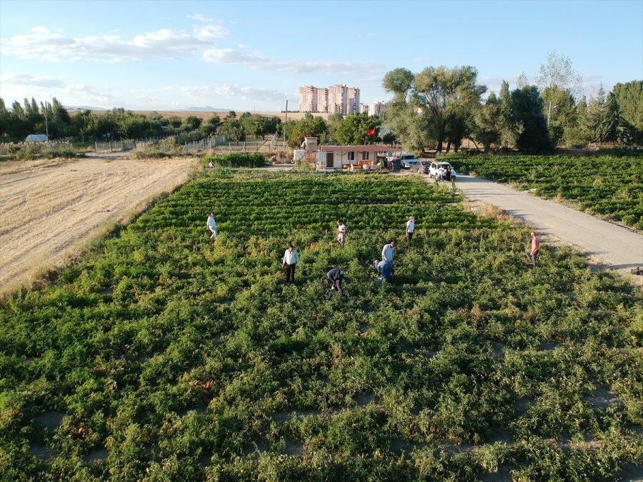 Çocukluk Hayalini Ata Tohumlarıyla Gerçekleştirdi