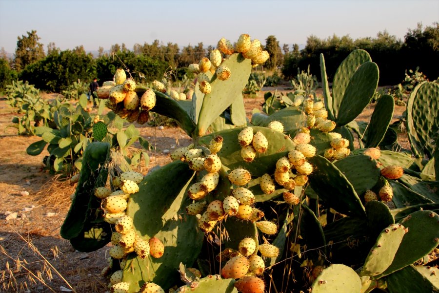 Mersin'de Dikenli İncirin Dondurması Yapılacak