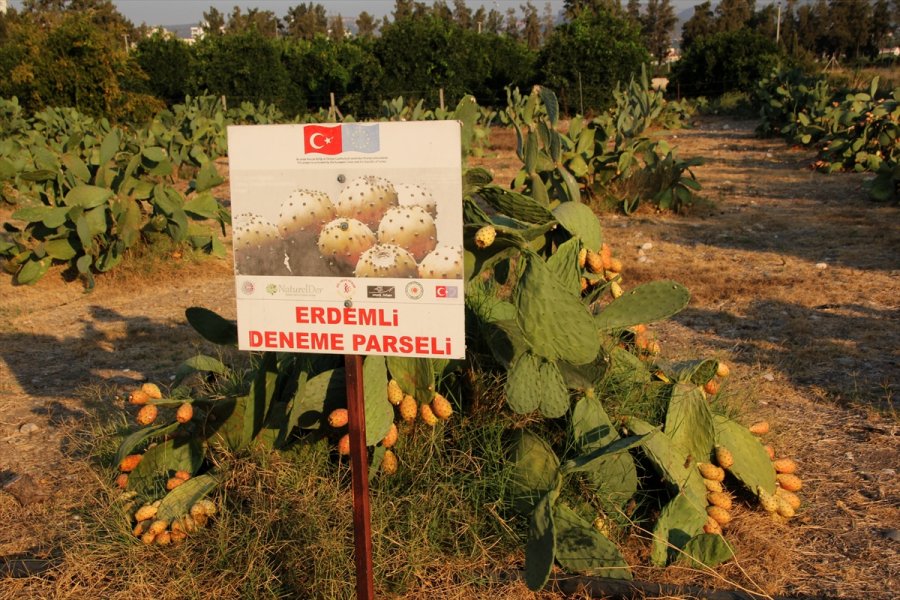 Mersin'de Dikenli İncirin Dondurması Yapılacak