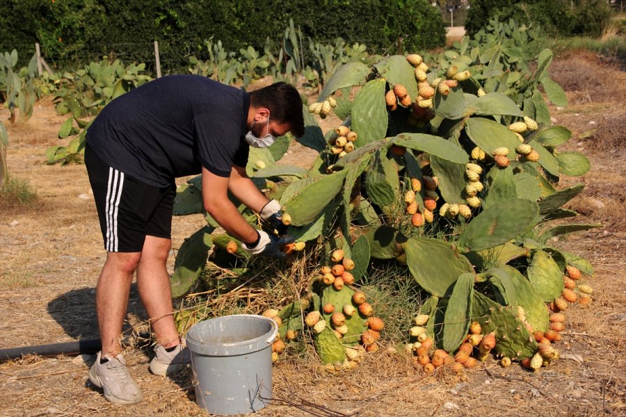 Mersin'de Dikenli İncirin Dondurması Yapılacak