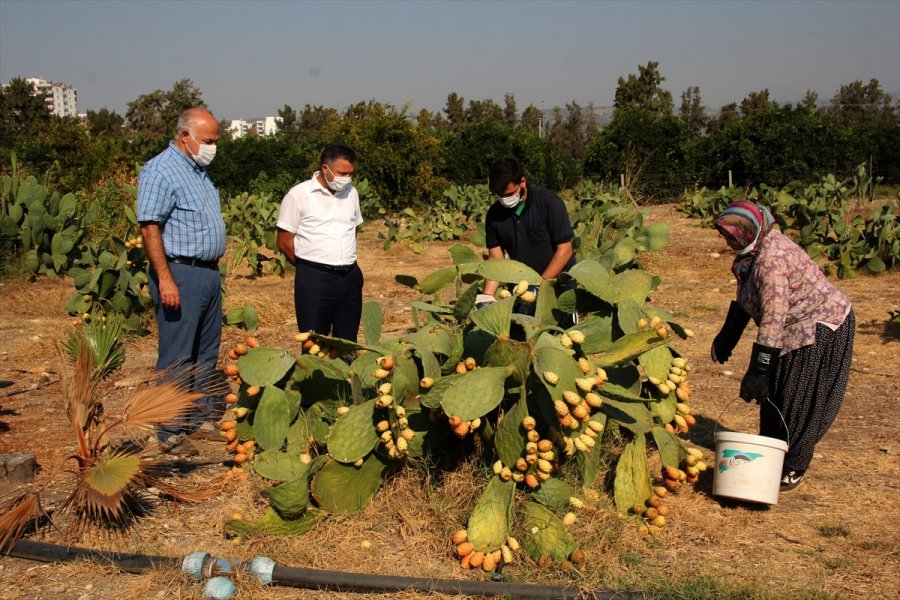 Mersin'de Dikenli İncirin Dondurması Yapılacak