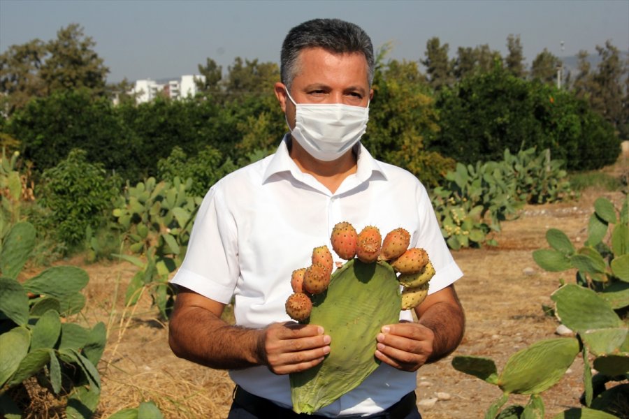 Mersin'de Dikenli İncirin Dondurması Yapılacak