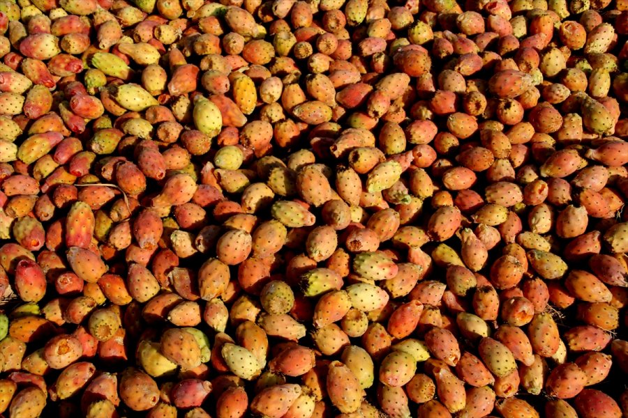 Mersin'de Dikenli İncirin Dondurması Yapılacak