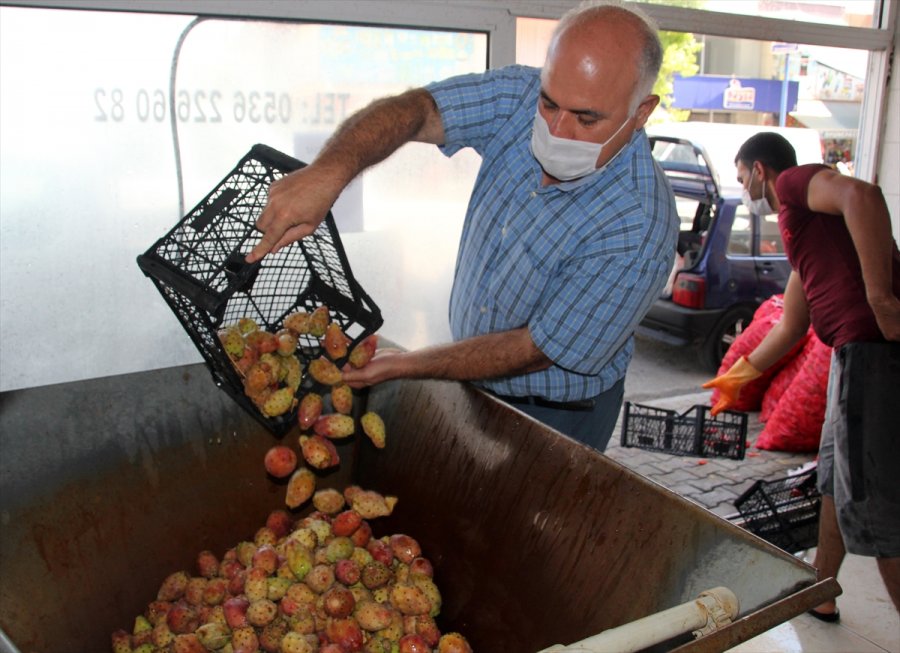 Mersin'de Dikenli İncirin Dondurması Yapılacak