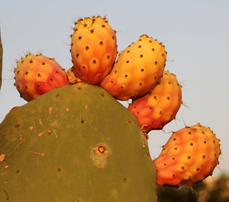 Mersin'de Dikenli İncirin Dondurması Yapılacak