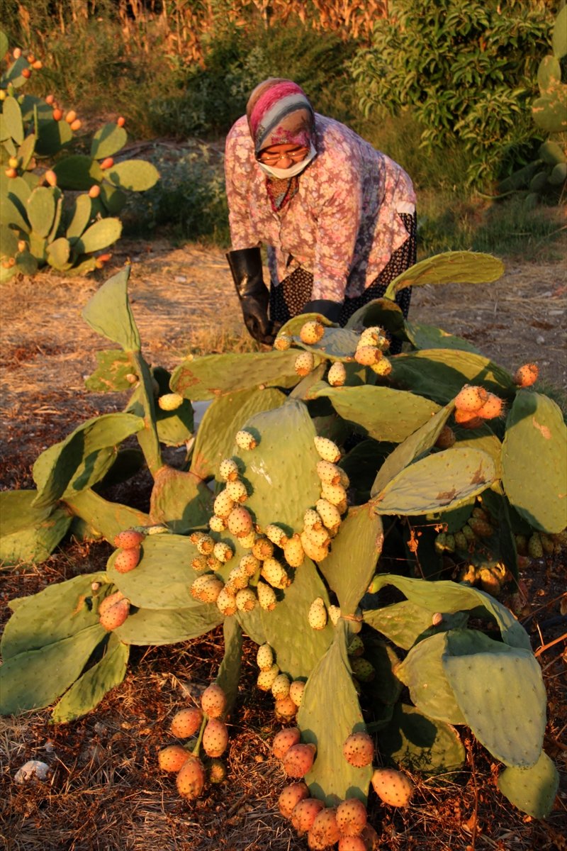 Mersin'de Dikenli İncirin Dondurması Yapılacak