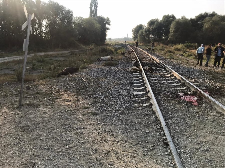Akşehir'de Yük Treninin Çarptığı Sürüdeki 8 Hayvan Telef Oldu