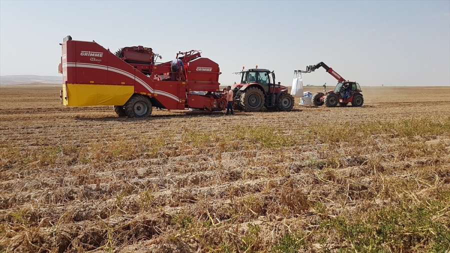 Niğde'de Patates Hasadı Devam Ediyor