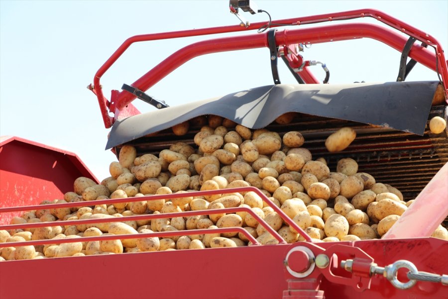 Niğde'de Patates Hasadı Devam Ediyor