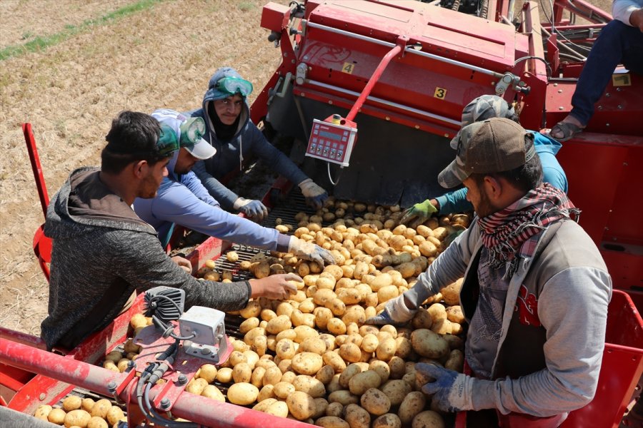 Niğde'de Patates Hasadı Devam Ediyor