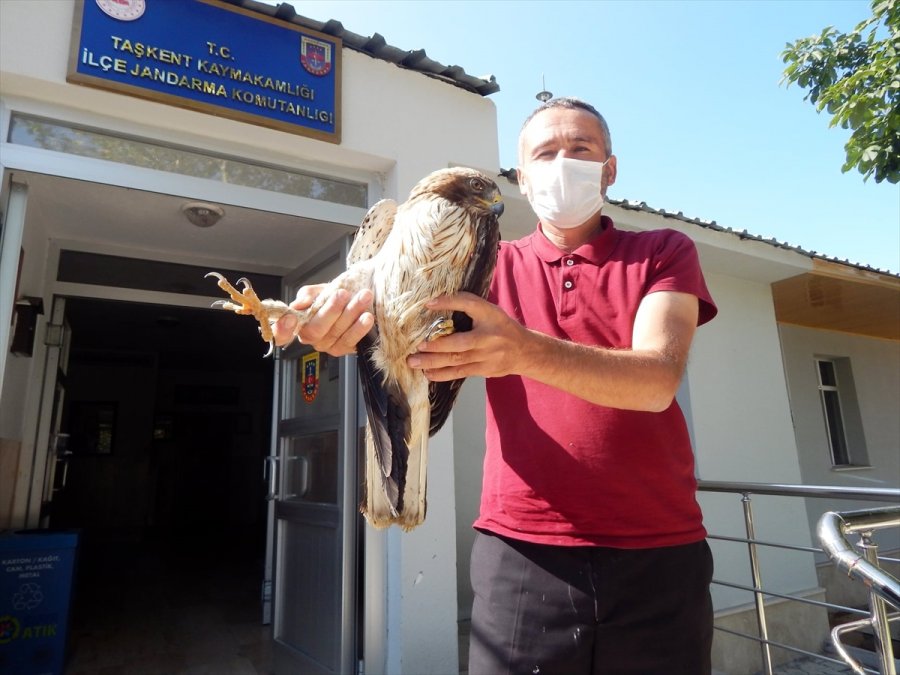 Yaralı Paçalı Şahin Hayvan Hastanesinde Tedaviye Alındı