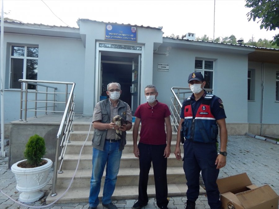 Yaralı Paçalı Şahin Hayvan Hastanesinde Tedaviye Alındı