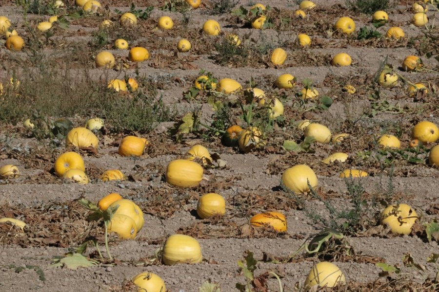 Çerezlik Kabak Tarlaları 