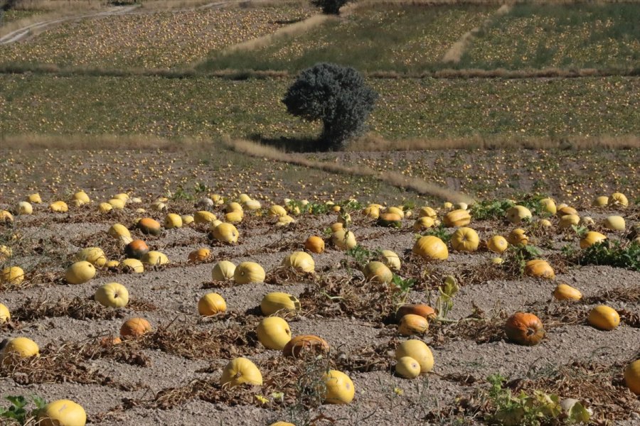 Çerezlik Kabak Tarlaları 