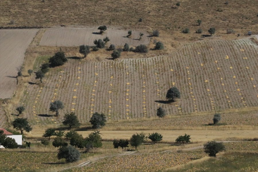 Çerezlik Kabak Tarlaları 