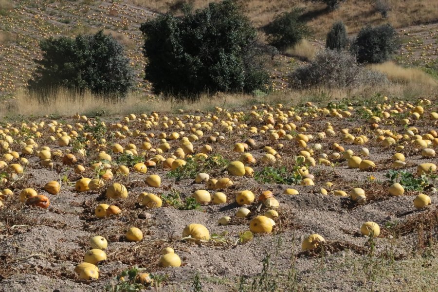 Çerezlik Kabak Tarlaları 