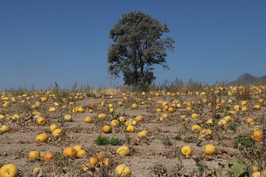 Çerezlik Kabak Tarlaları 