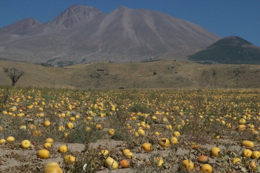 Çerezlik Kabak Tarlaları 