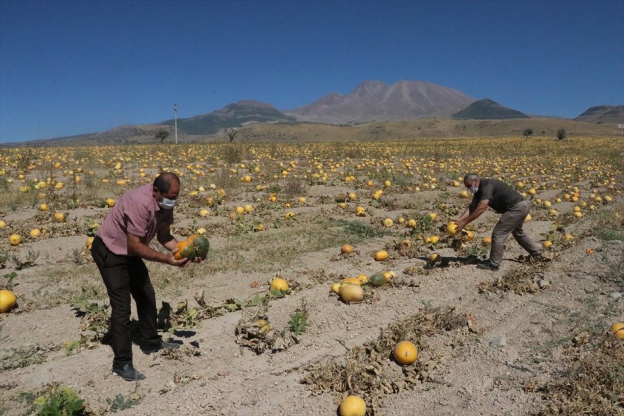 Çerezlik Kabak Tarlaları 