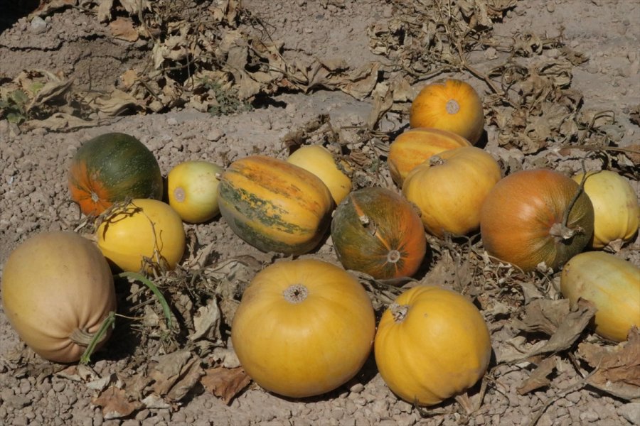 Çerezlik Kabak Tarlaları 