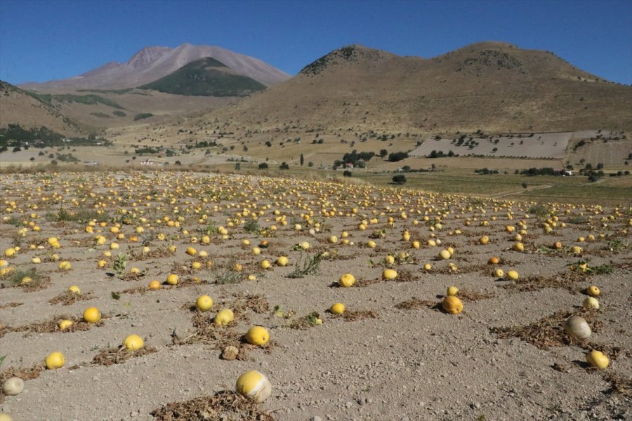 Çerezlik Kabak Tarlaları 
