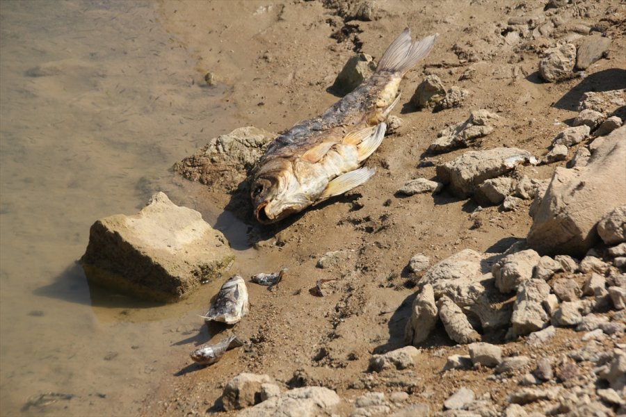 Mersin'de Balık Ölümlerinin Yaşandığı Gölette İnceleme Başlatıldı