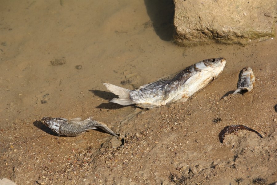 Mersin'de Balık Ölümlerinin Yaşandığı Gölette İnceleme Başlatıldı
