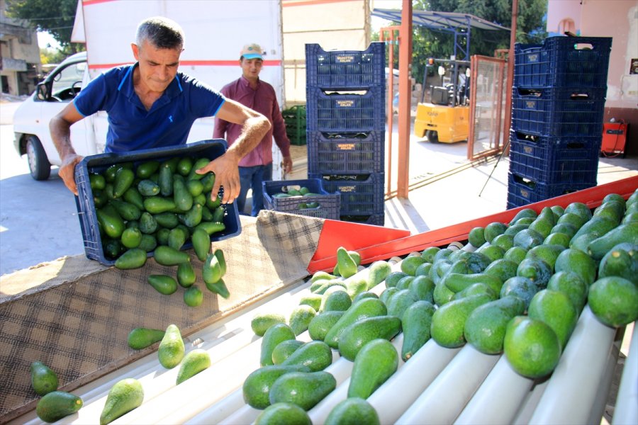 Avokado Mersinli Çiftçilerin Yüzünü Güldürüyor