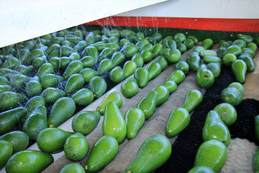 Avokado Mersinli Çiftçilerin Yüzünü Güldürüyor