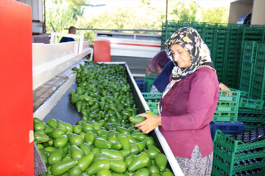 Avokado Mersinli Çiftçilerin Yüzünü Güldürüyor