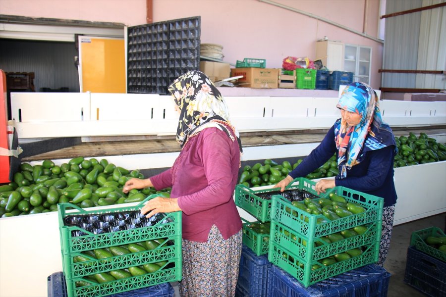 Avokado Mersinli Çiftçilerin Yüzünü Güldürüyor