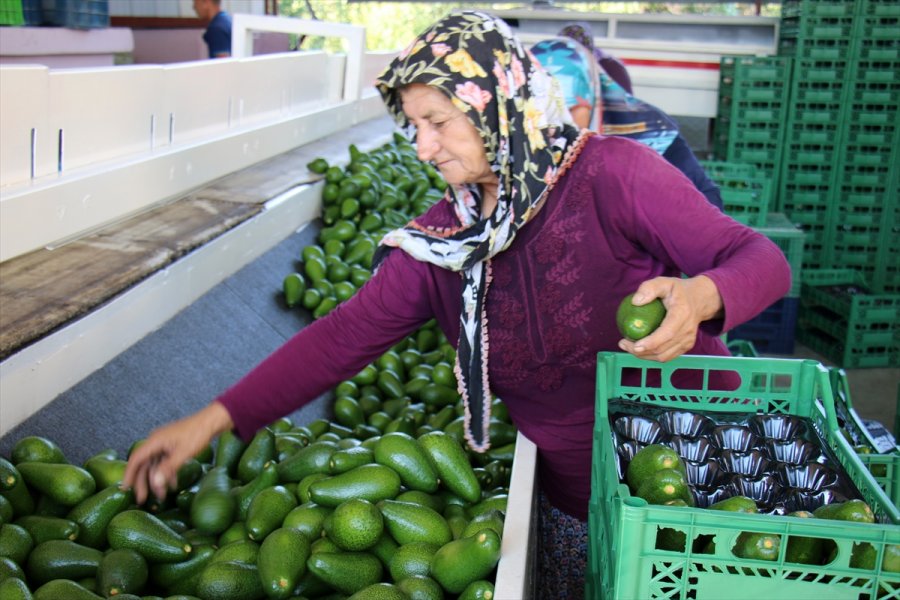 Avokado Mersinli Çiftçilerin Yüzünü Güldürüyor