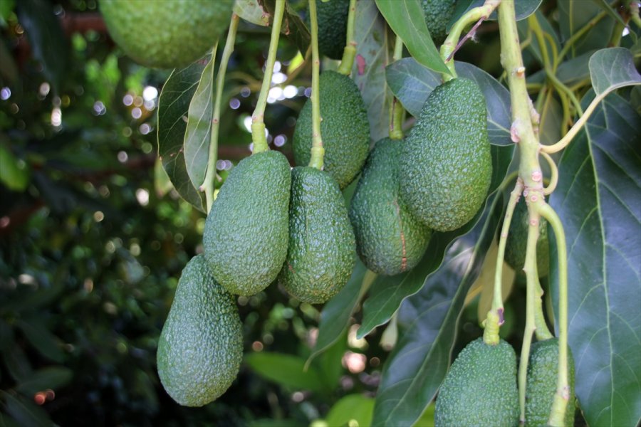 Avokado Mersinli Çiftçilerin Yüzünü Güldürüyor