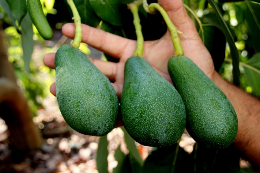 Avokado Mersinli Çiftçilerin Yüzünü Güldürüyor