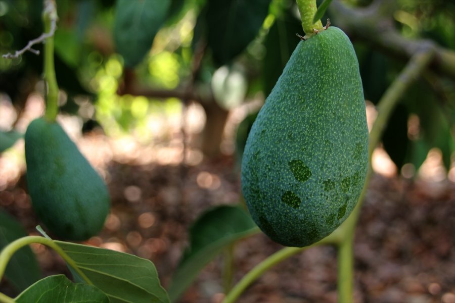 Avokado Mersinli Çiftçilerin Yüzünü Güldürüyor