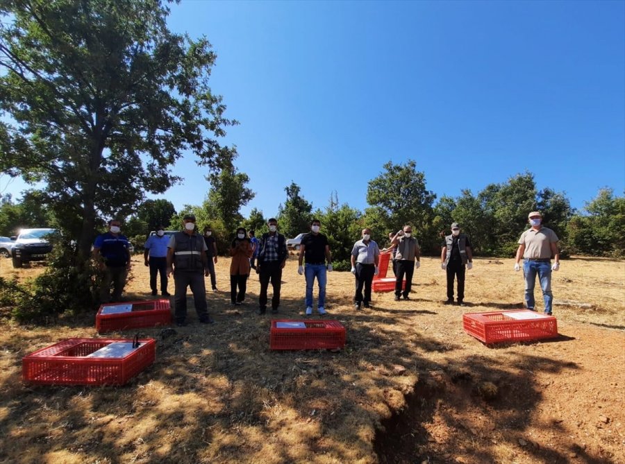 Konya'da 500 Kınalı Keklik Doğayla Buluşturuldu